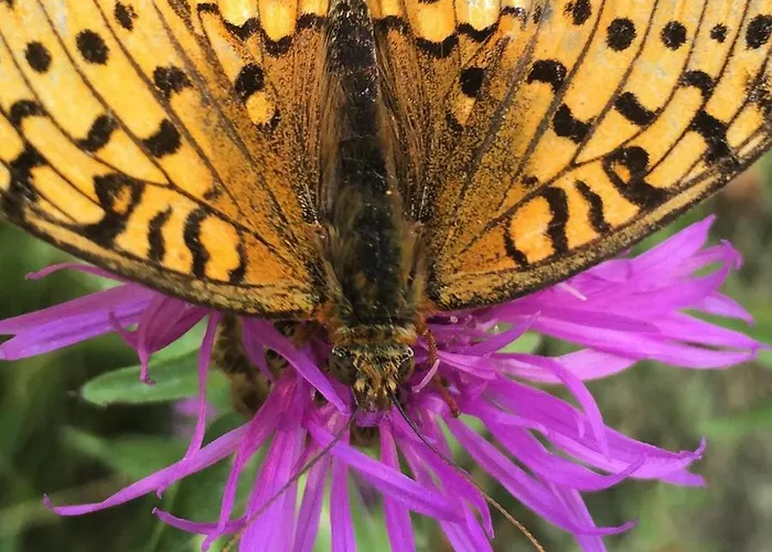 Le Pelerin 3* Montségur