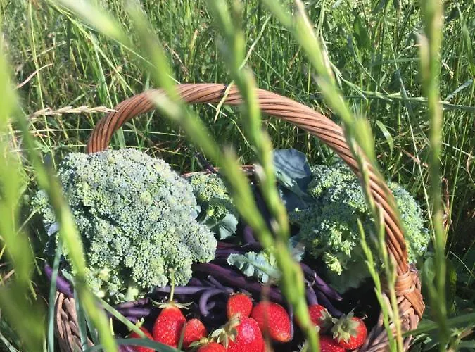 Le Pelerin Montségur